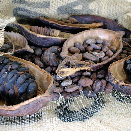 wysokiej jakości ziarno kakaowe z fabryki Gryf